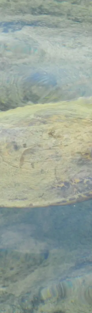 Honu - Hawaiianische Schildkröte